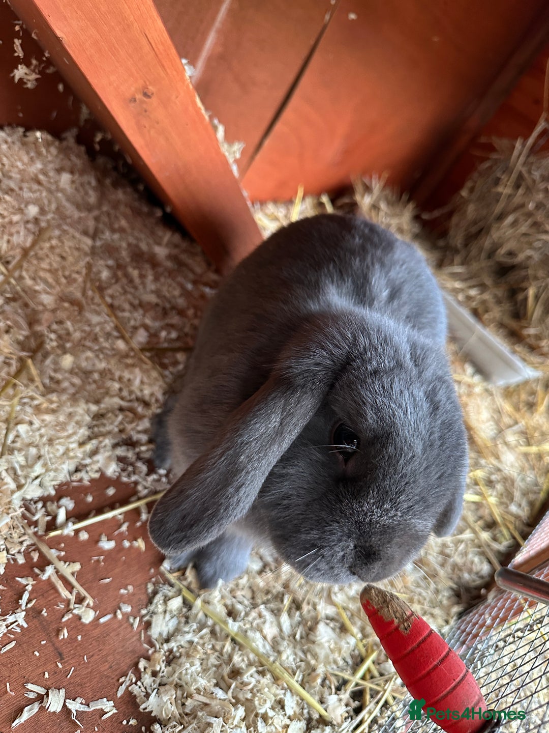 Mini Lop rabbits for sale: 2 female bonded mini lops for sale  - Advert 13