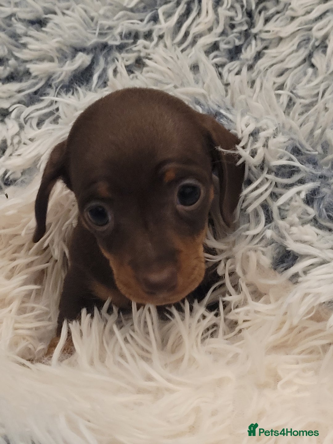 Miniature Dachshund dogs for sale: Miniature dachshund - Advert 2