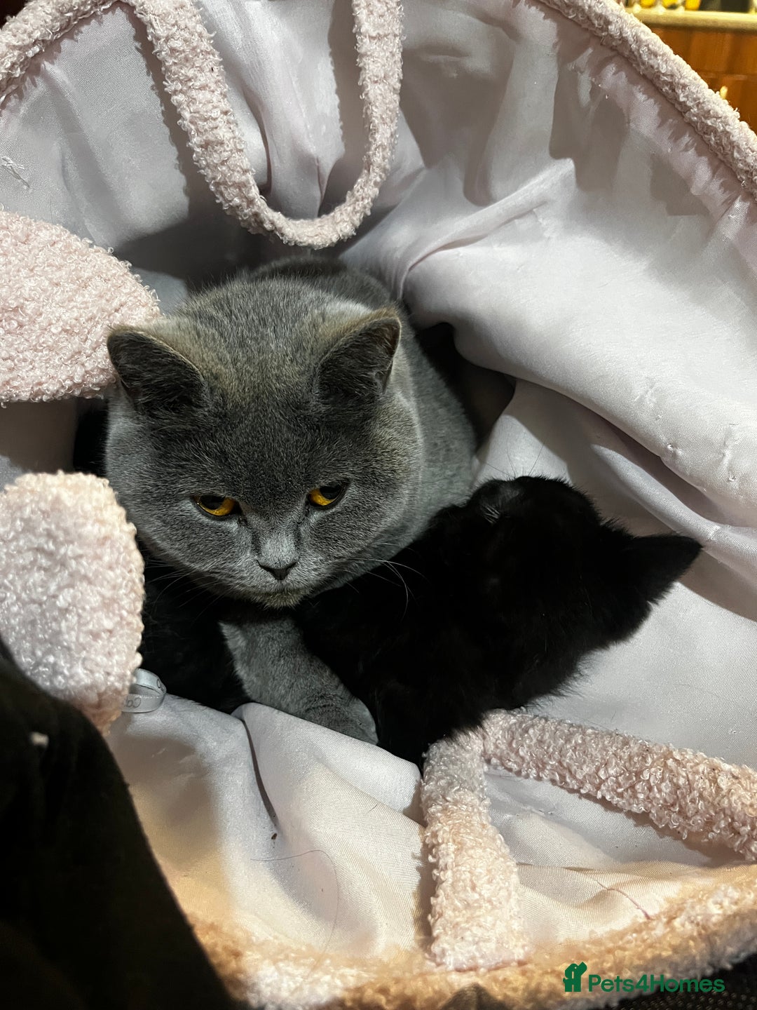 Mixed Breed cats for sale: Five kittens are ready to go now. - Advert 1