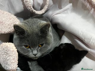 Mixed Breed cats Emergency kittens are ready to go now. - Advert 2