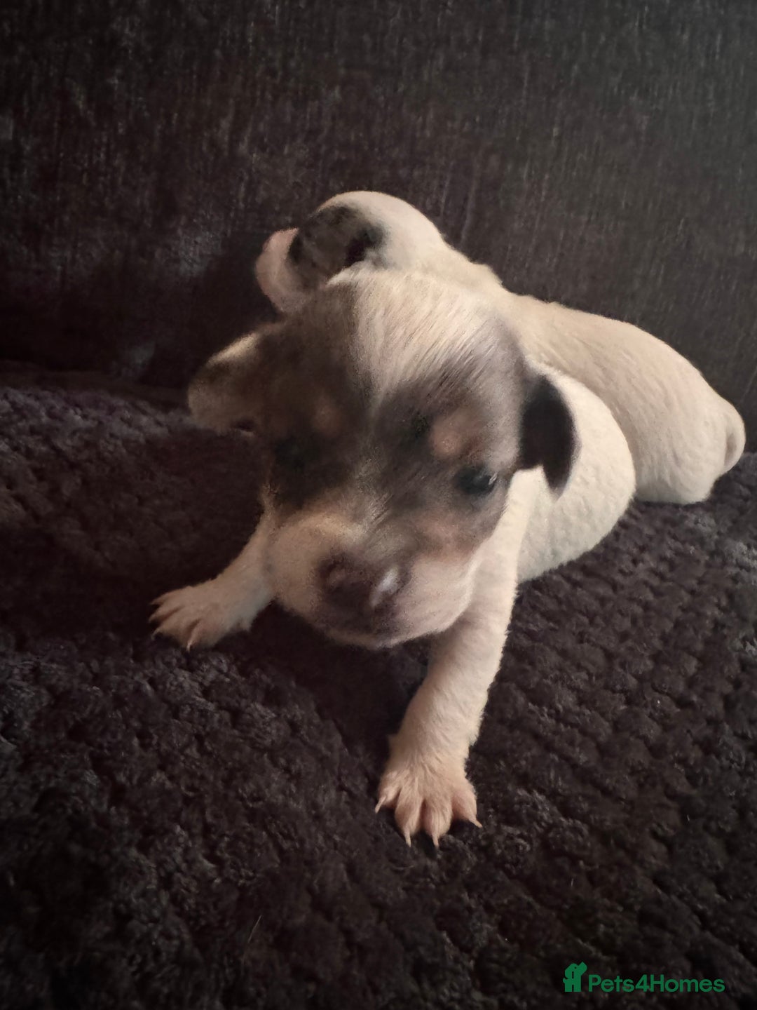 Chipoo dogs for sale: toy poodle X miniature Chihuahua, stunning 2 boys - Advert 4