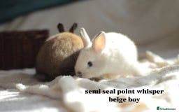 Netherland Dwarf rabbits for sale: new litters pure bred neterland dwarf - Image 6