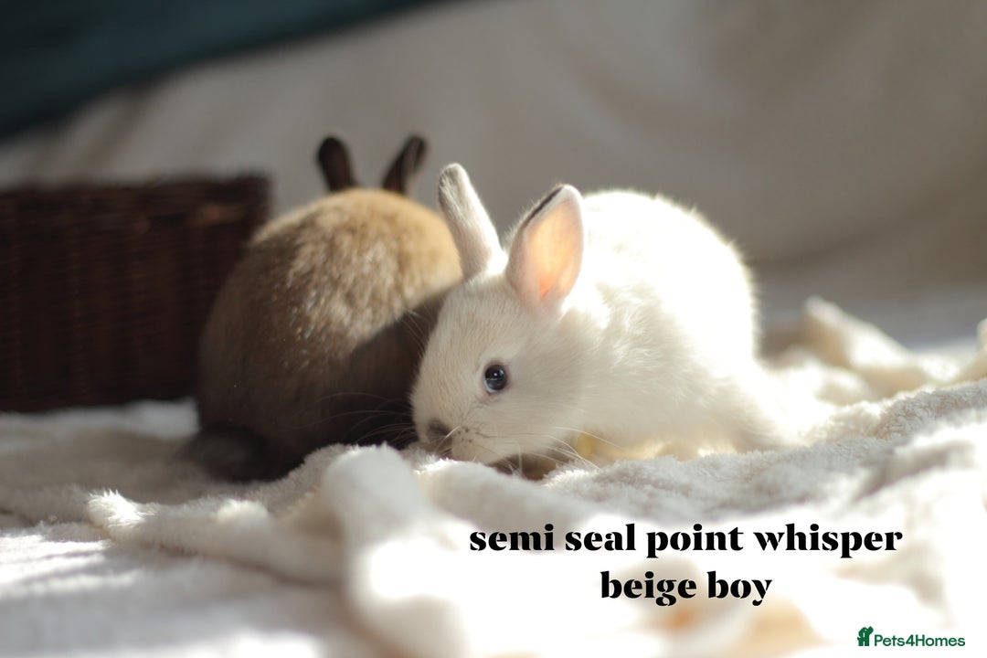 Netherland Dwarf rabbits for sale: new litters pure bred neterland dwarf - Image 6