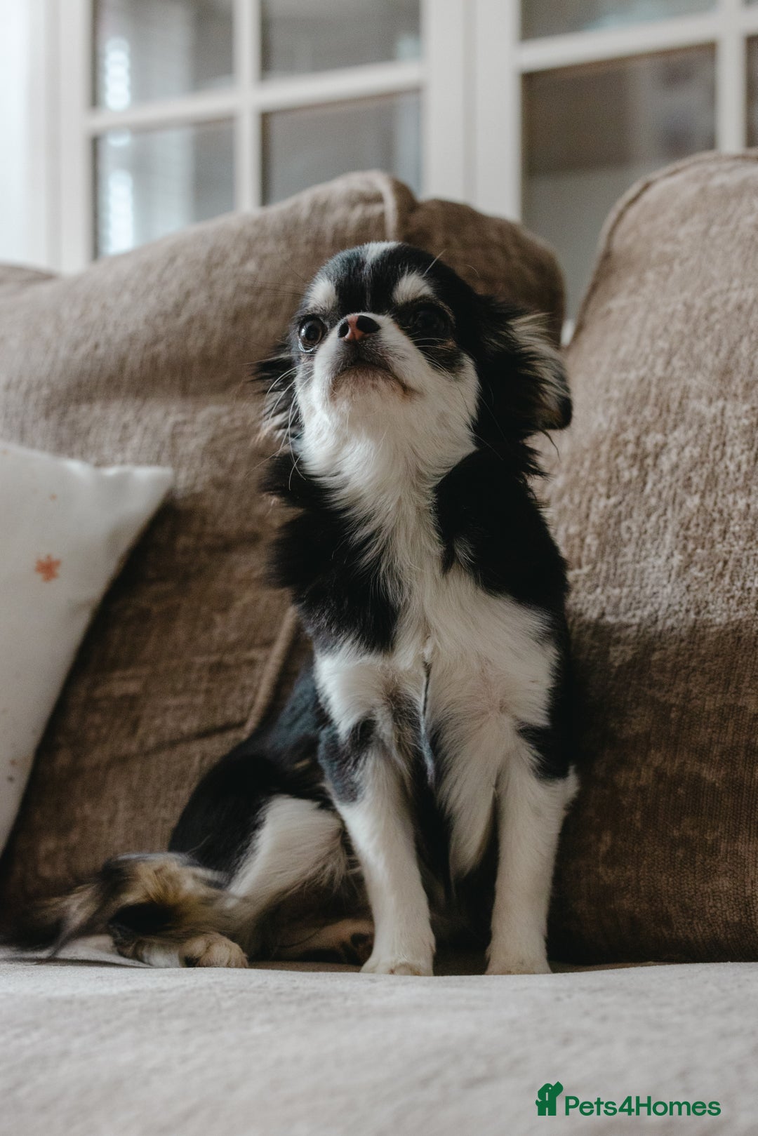 Chihuahua dogs for sale: Unique marking husky LC chihuahua girl  - Advert 2