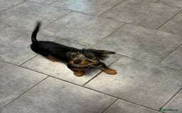 Mixed Breed dogs for sale: Yorkshire Terrier X dachshund  - Image 1