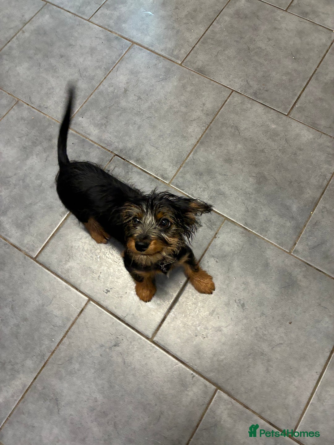Mixed Breed dogs for sale: Yorkshire Terrier X dachshund  - Image 1