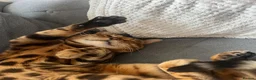 Bengal cats for sale: Male bengal   in Woodbridge - Advert 4