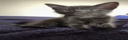 Savannah cats for sale: savannah/maine coon tabby mix kittens  - Advert 2