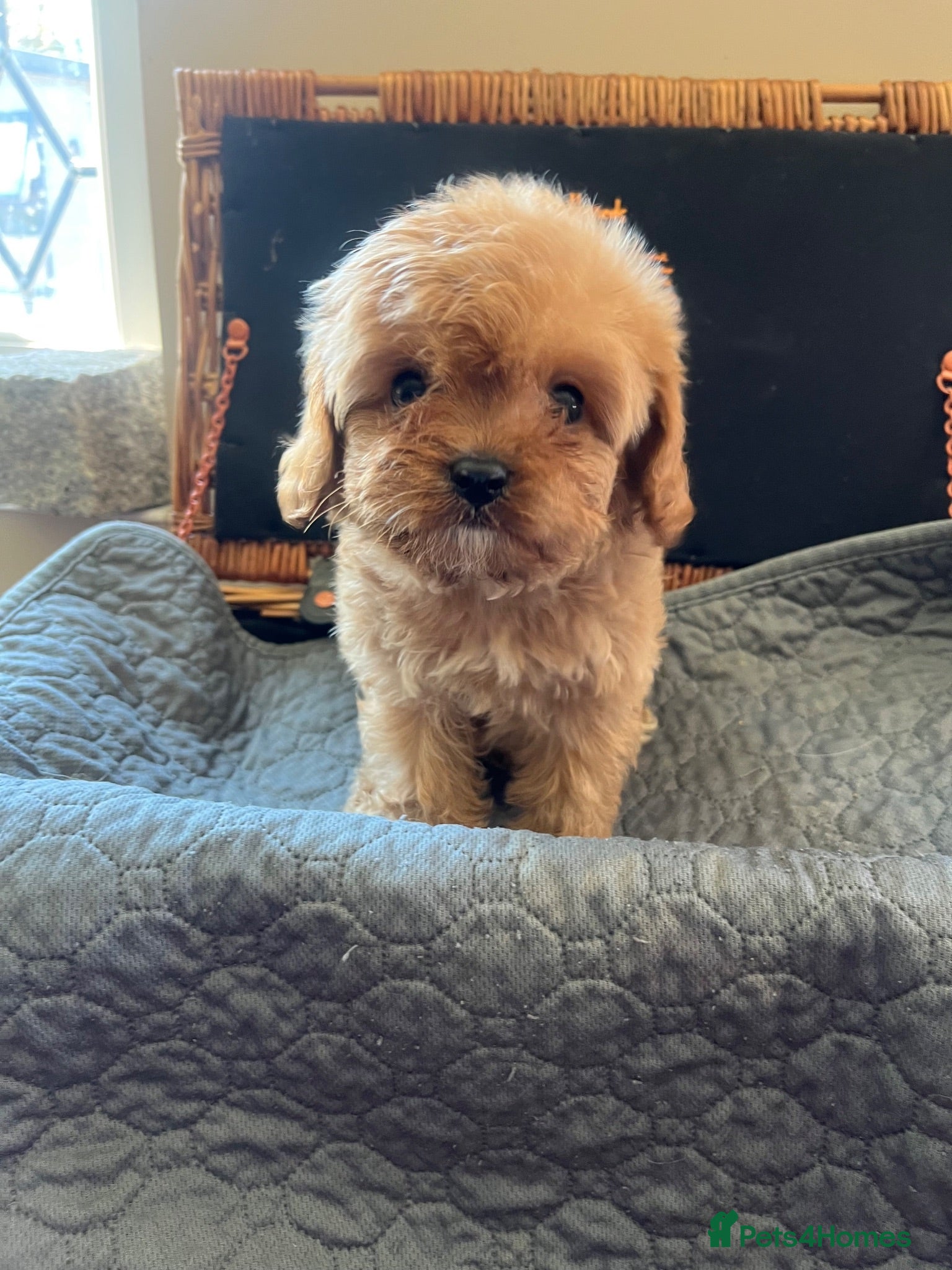 Cavapoo dogs 🧡💚 first generation cavapoo💚🧡 - Advert 18