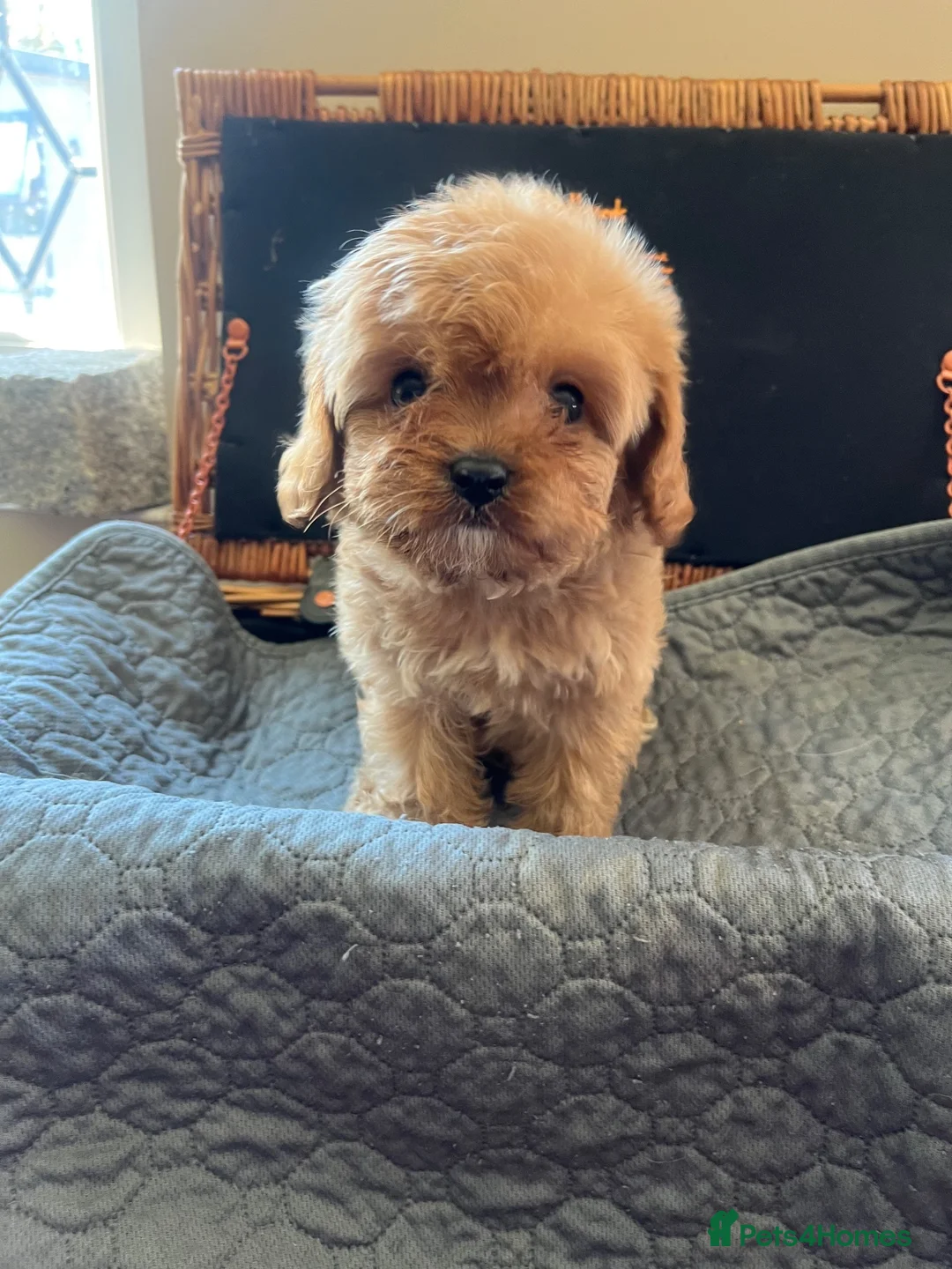 Cavapoo dogs for sale: 🧡💚 first generation cavapoo💚🧡 3 female 1 male  - Advert 1
