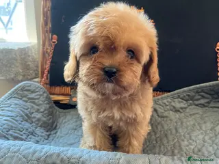 Cavapoo dogs 🧡💚 first generation cavapoo💚🧡 - Advert 2
