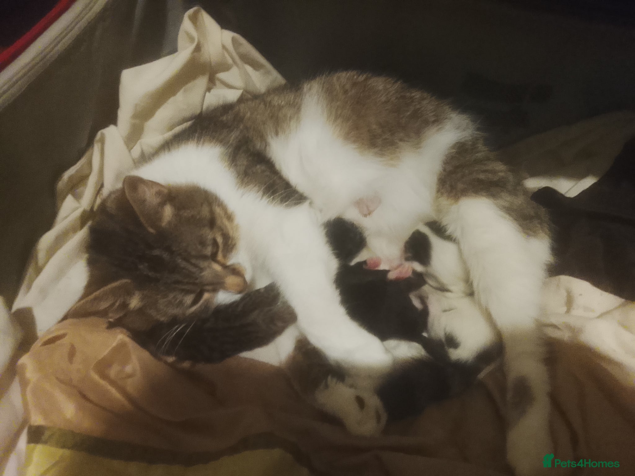 Mixed Breed cats 2 beautiful kittens lovely colors 1 boy one girl  - Advert 1