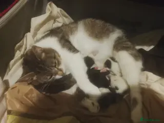 Mixed Breed cats 2 beautiful kittens lovely colors 1 boy one girl - Advert 1