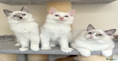 Ragdoll cats - Advert 3