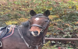 English Thoroughbred horses for sale: 16'1 ROR Eligible Sweetheart  - Image 10