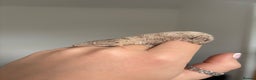 Gecko reptiles for sale: Baby Leachianus gecko x 2 for sale  - Advert 6