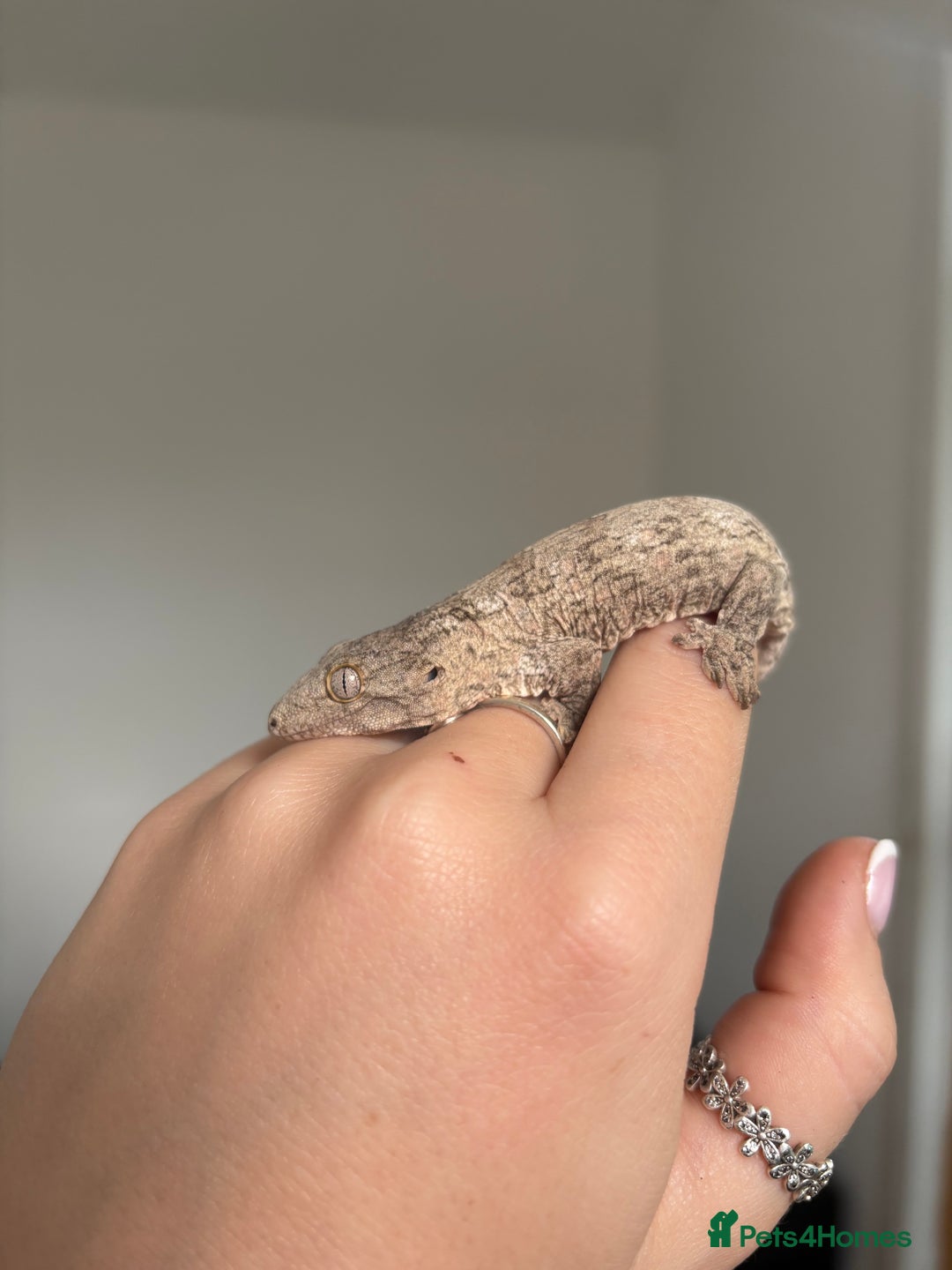 Gecko reptiles for sale: Baby Leachianus gecko x 2 for sale  - Image 6