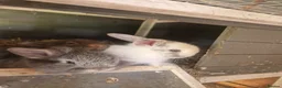 Mixed Breed rabbits for sale: Adorable Baby Rabbits Looking for a Forever Home - Advert 7