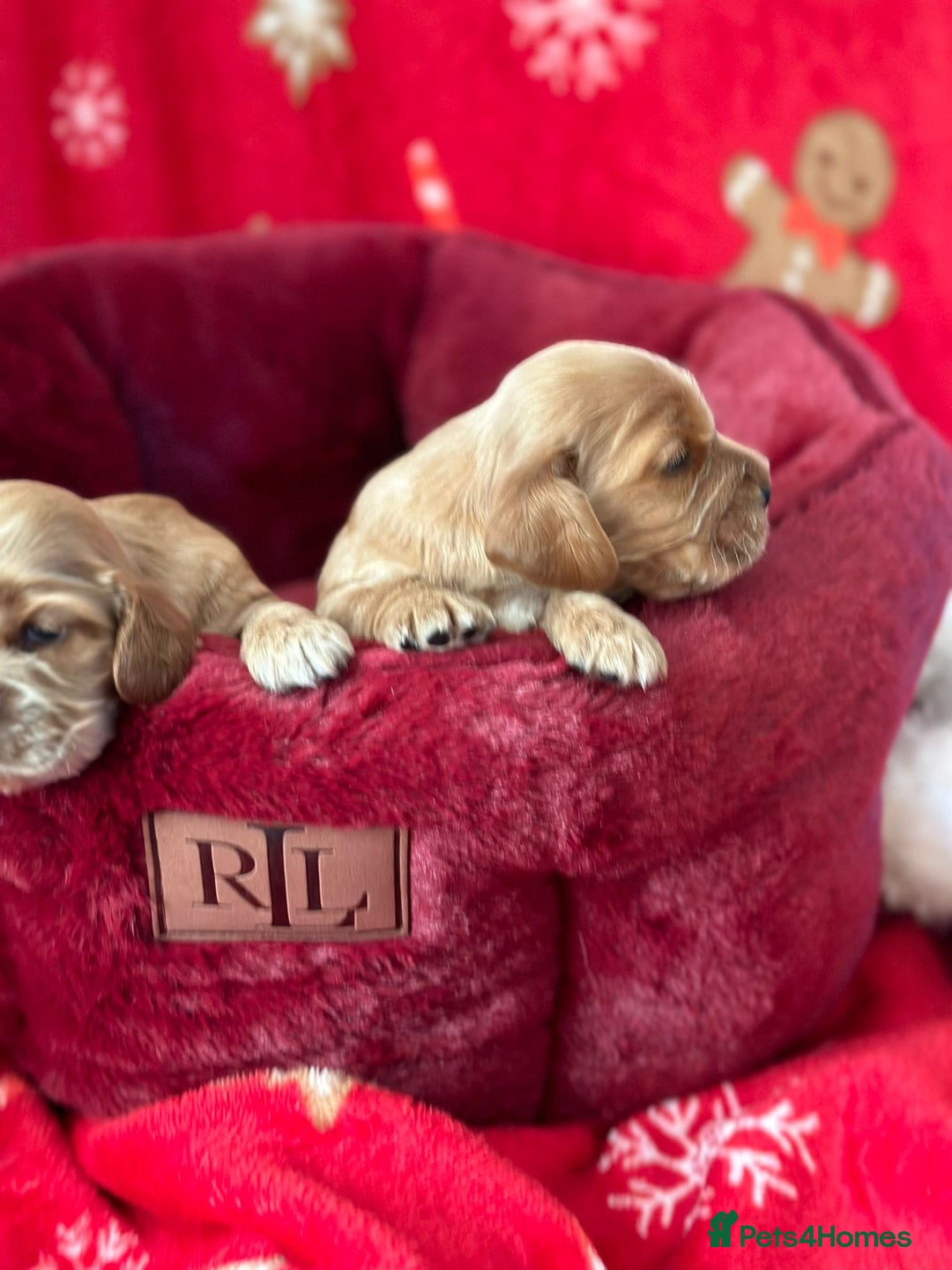 Cocker Spaniel dogs for sale: 🌟STUNNING SHOW COCKER SPANIEL BABIES🌟1 Boy left  - Advert 13