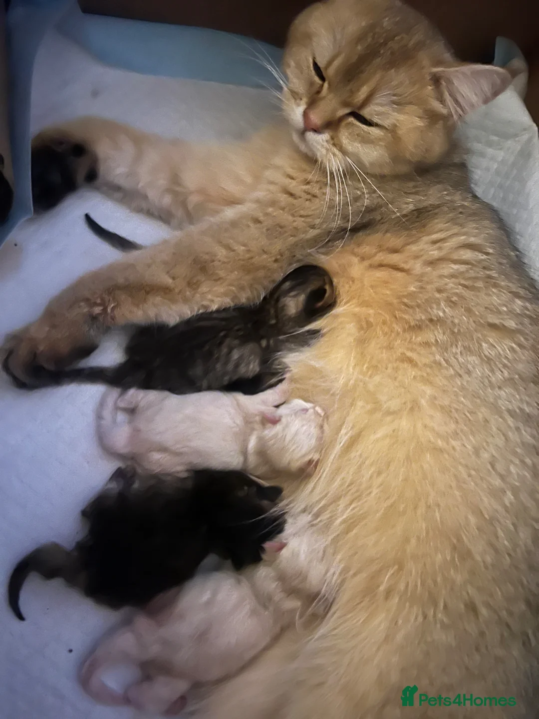 British Longhair cats for sale: ✨ STUNNING BRITISH LONGHAIR KITTENS – 5 AVAILABLE✨ - Advert 16