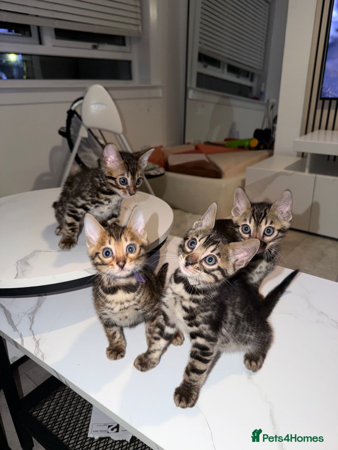 Bengal cats for sale: Bengal Male Kittens Available 🐾  - Advert 16