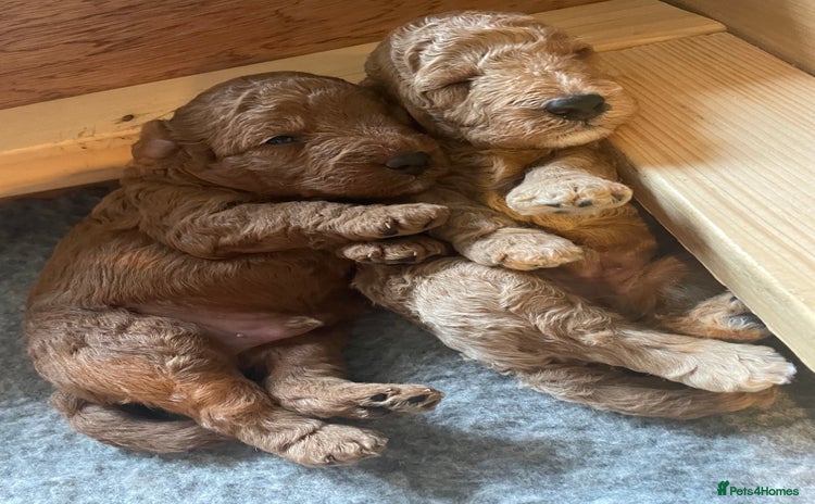 Labradoodle dogs - Advert 3