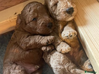 Labradoodle dogs - Advert 19