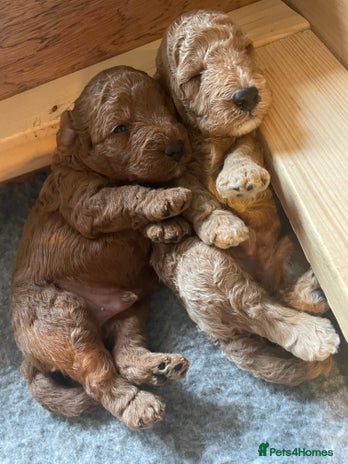 Labradoodle dogs - Advert 1