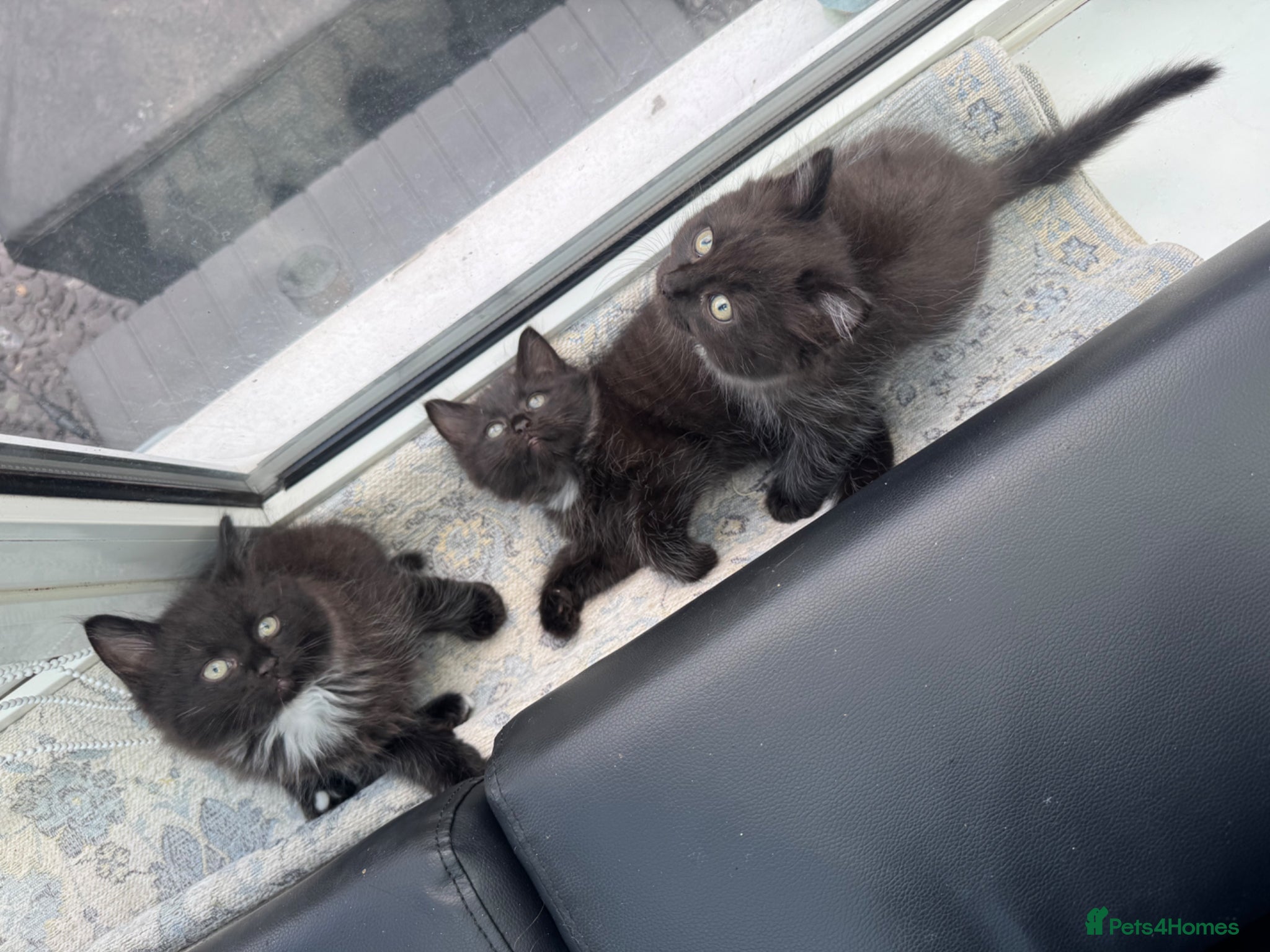 Ragdoll cats for sale: Stunning 1/2 ragdoll babies.  - Advert 5