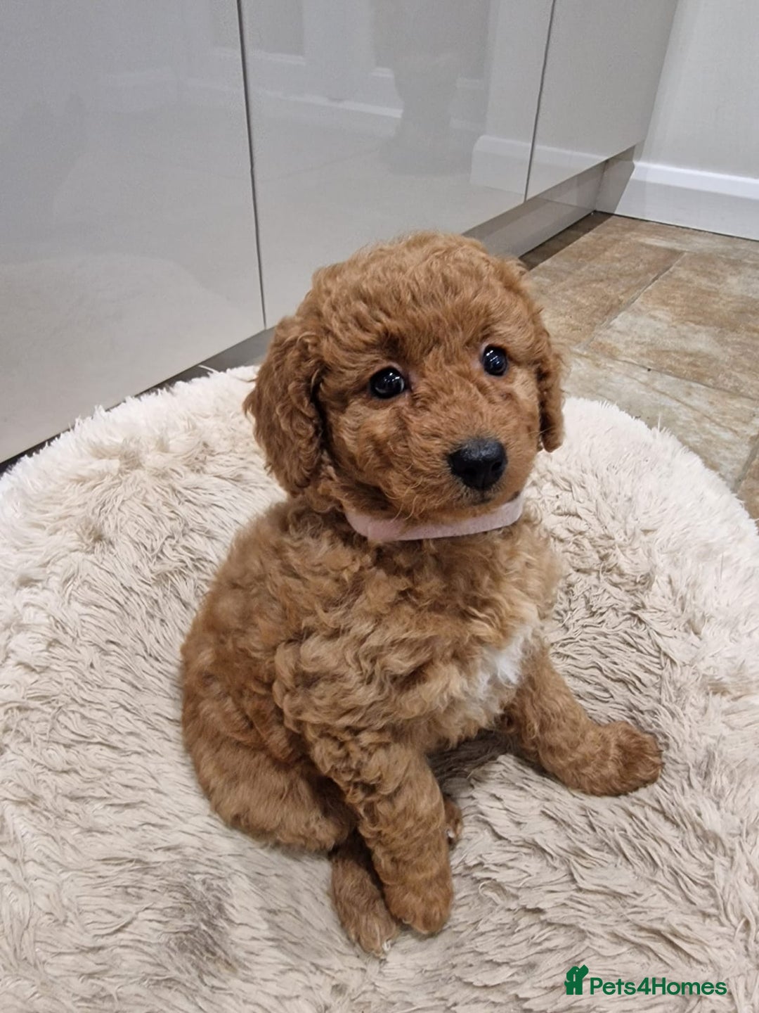 Cockapoo dogs for sale: 3 Gorgeous Apricot Cockapoo Puppies  - Advert 11
