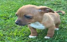 Jack Russell dogs for sale: Miniature Jack Russell’s  - Image 9