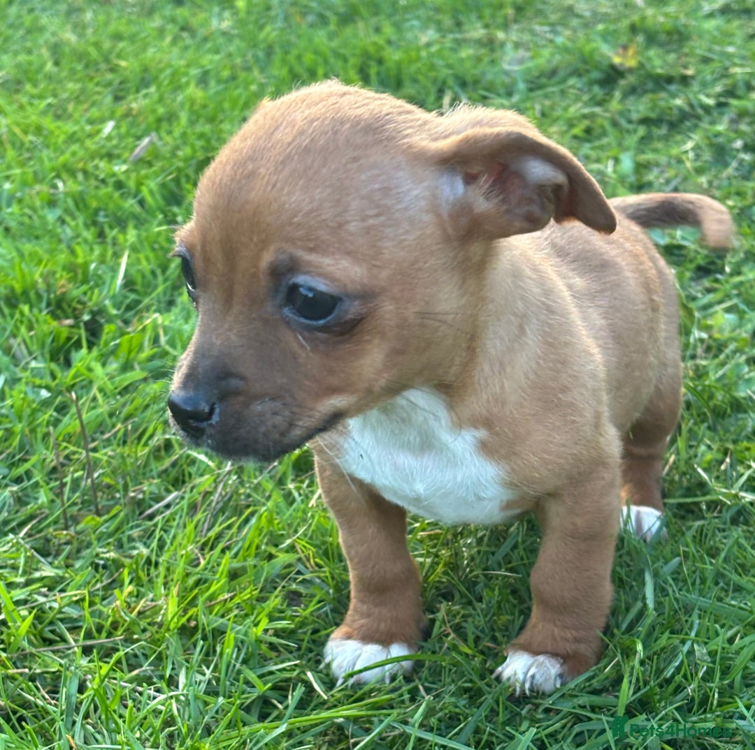 Jack Russell dogs for sale: Miniature Jack Russell’s  - Image 9