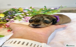 Miniature Dachshund dogs for sale: Cream Litter 5 Star Breeder ⭐️⭐️⭐️⭐️⭐️  - Image 7