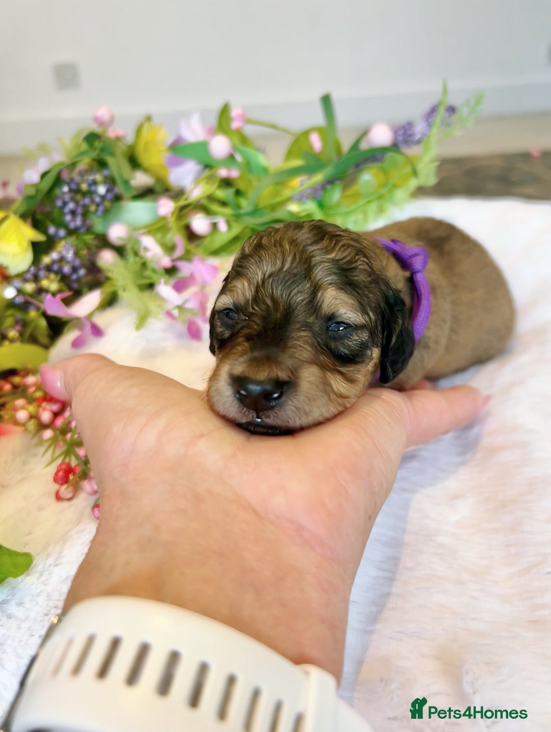 Miniature Dachshund dogs for sale: Cream Litter 5 Star Breeder ⭐️⭐️⭐️⭐️⭐️  - Image 7