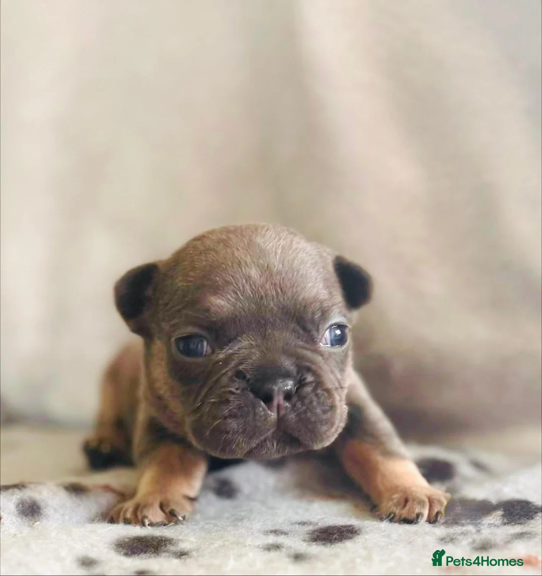 French Bulldog dogs for sale: 🐾 Adorable French Bulldog Puppies 🐾 - Advert 7