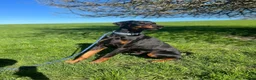 Dobermann dogs for stud: KC Doberman STUD - Advert 4