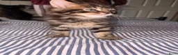 Mixed Breed cats for sale: 5 kittens for sale. in Wolverhampton - Advert 7