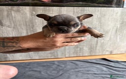 French Bulldog dogs for sale: French Bulldog Puppies - Image 4