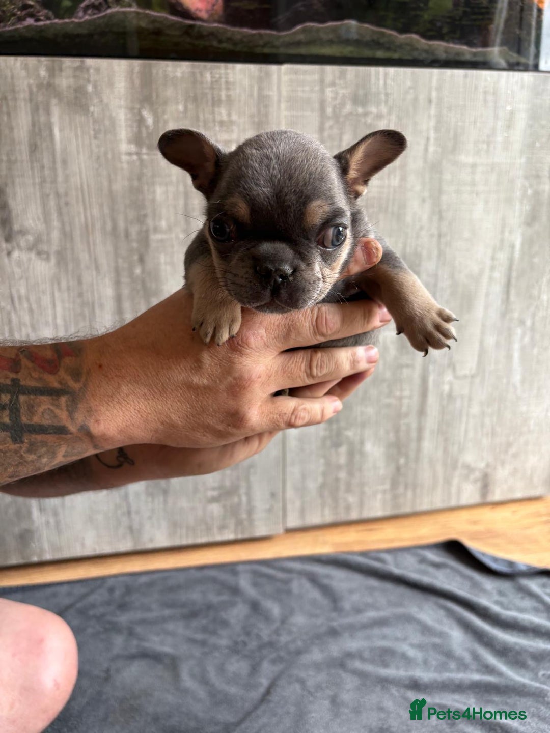 French Bulldog dogs for sale: French Bulldog Puppies - Image 4