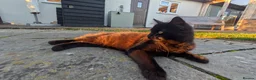 Mixed Breed cats for sale: Domestic long hair, black male - Advert 5