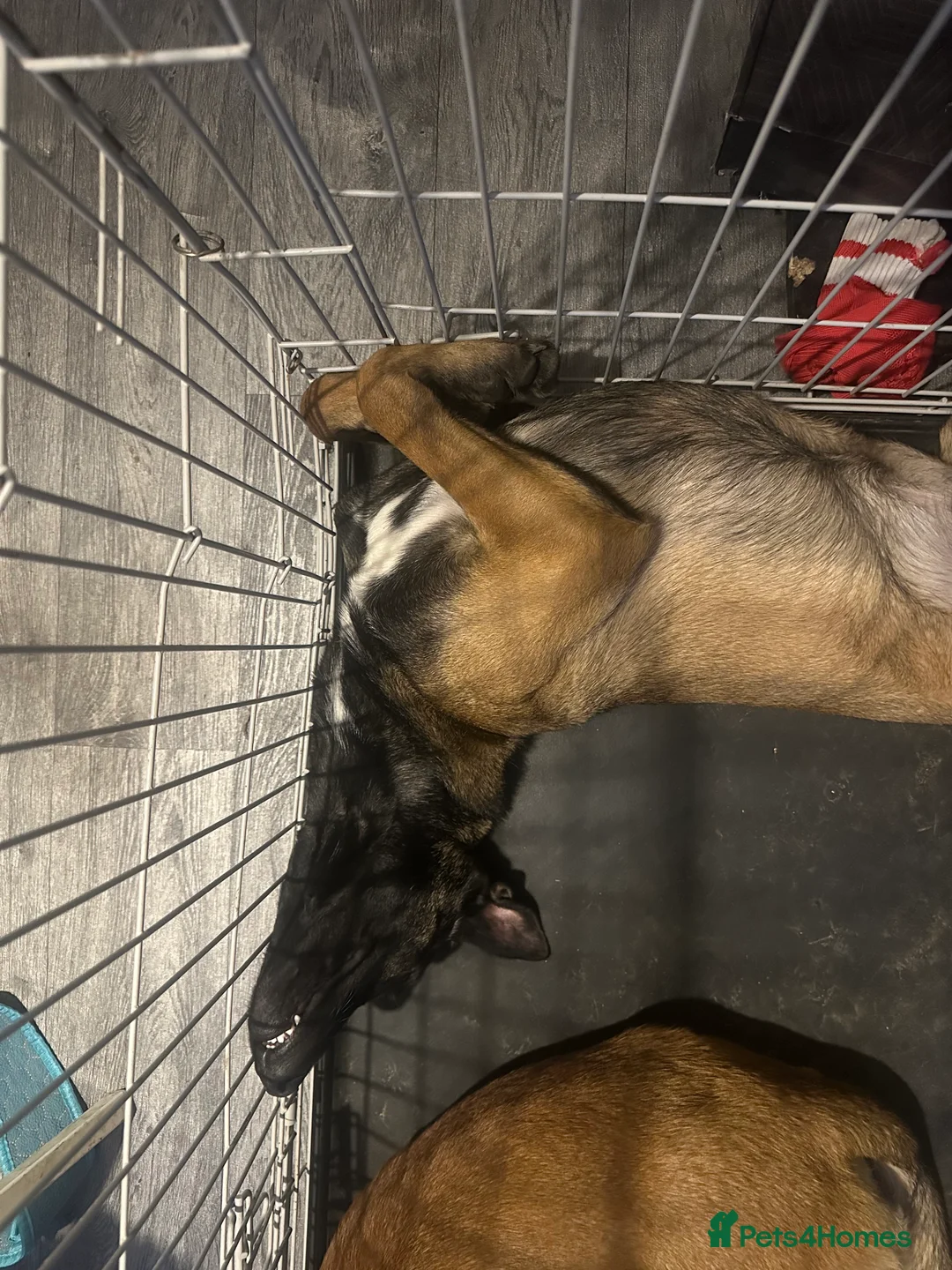 Belgian Shepherd Dog dogs for sale: Gorgeous belgian malinois for sale - Advert 3