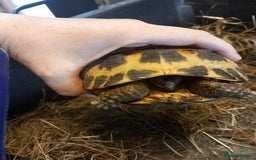 Tortoise reptiles for sale: breeding pair of Horsefield tortoises - Image 2