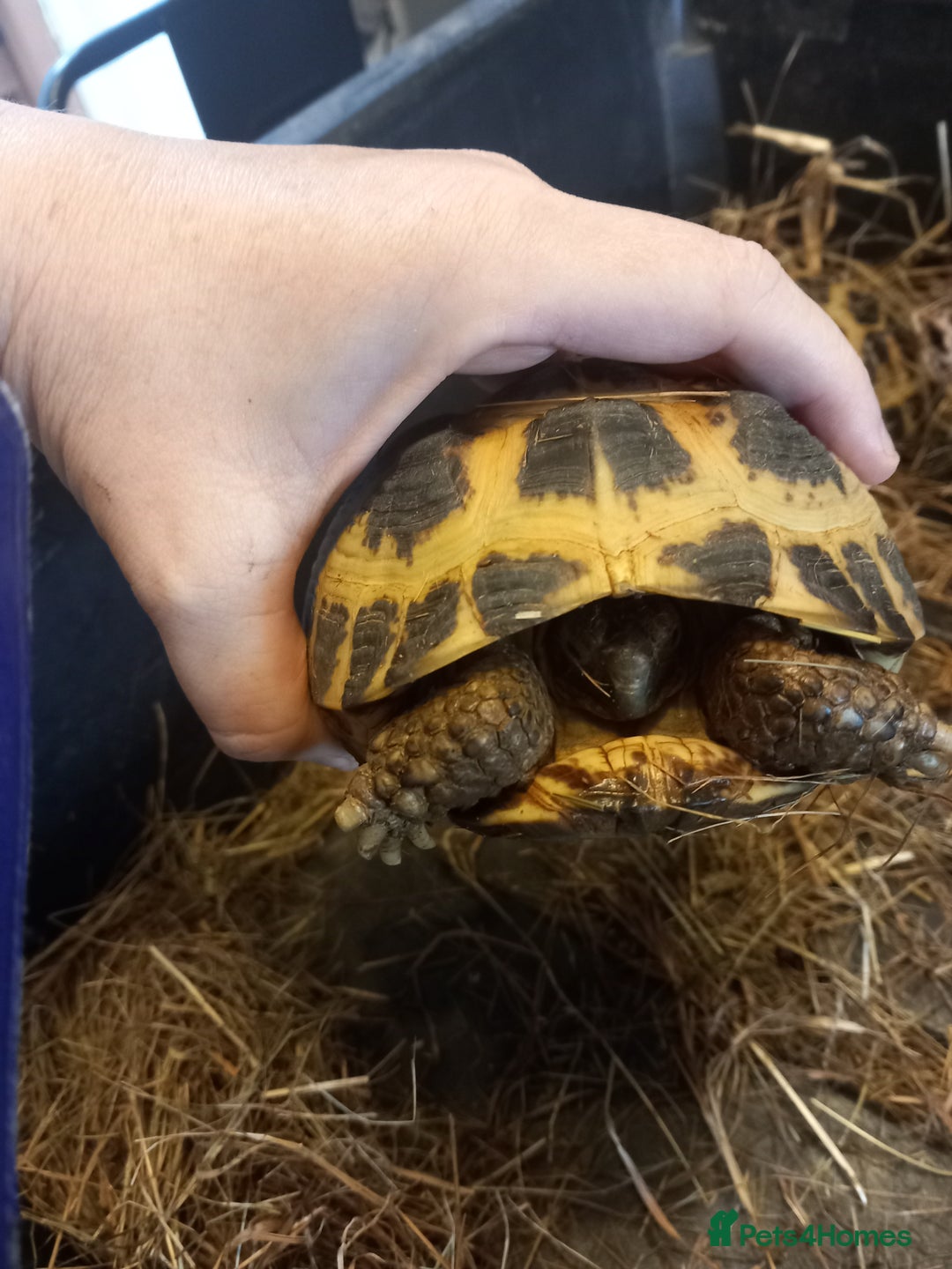 Tortoise reptiles for sale: breeding pair of Horsefield tortoises - Image 2