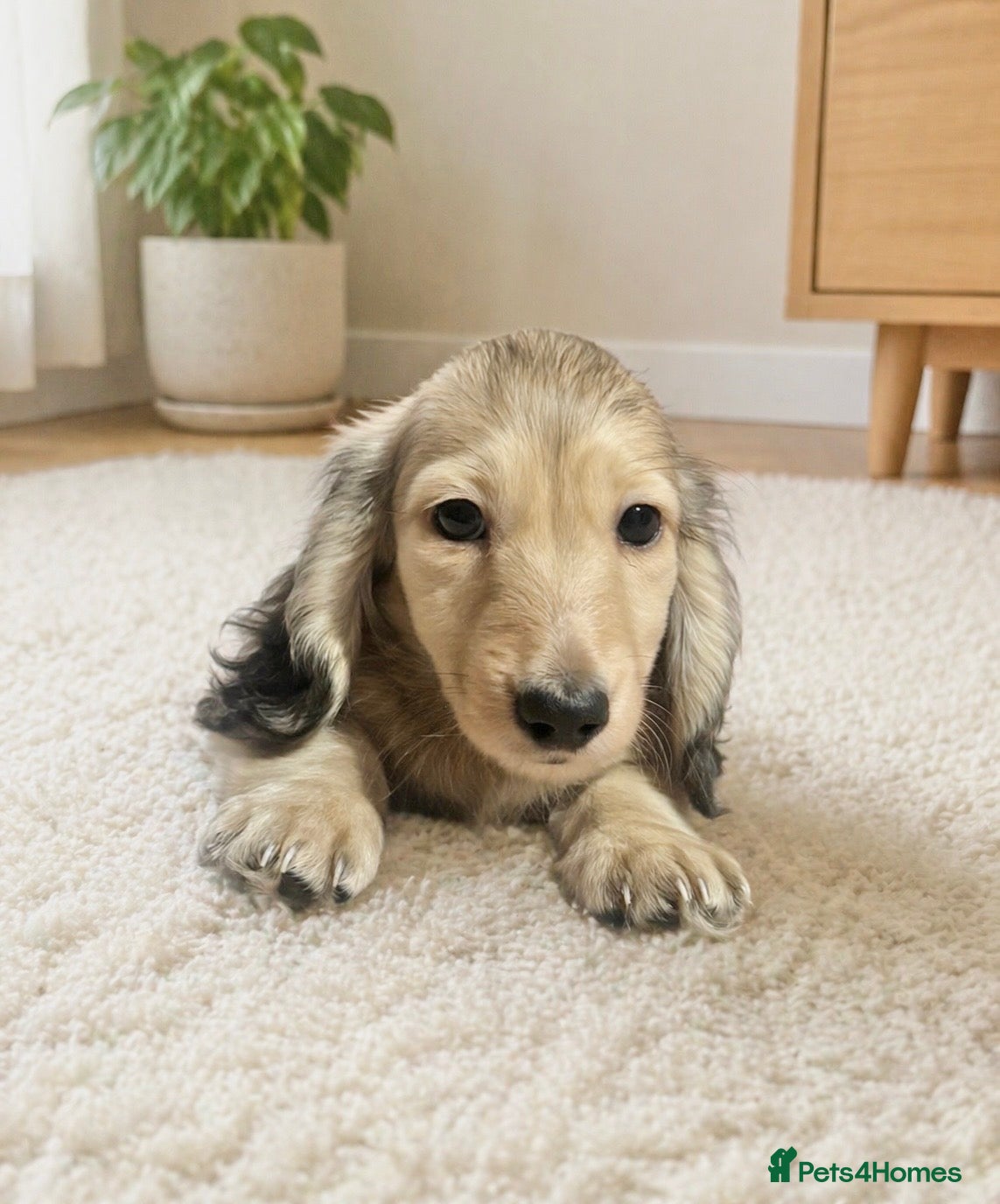 Miniature Dachshund dogs Cream & Shaded Cream KC Mini Dachshunds  - Advert 1