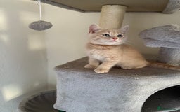 British Shorthair cats for sale: Mix British shorthair kittens for sale  - Image 9
