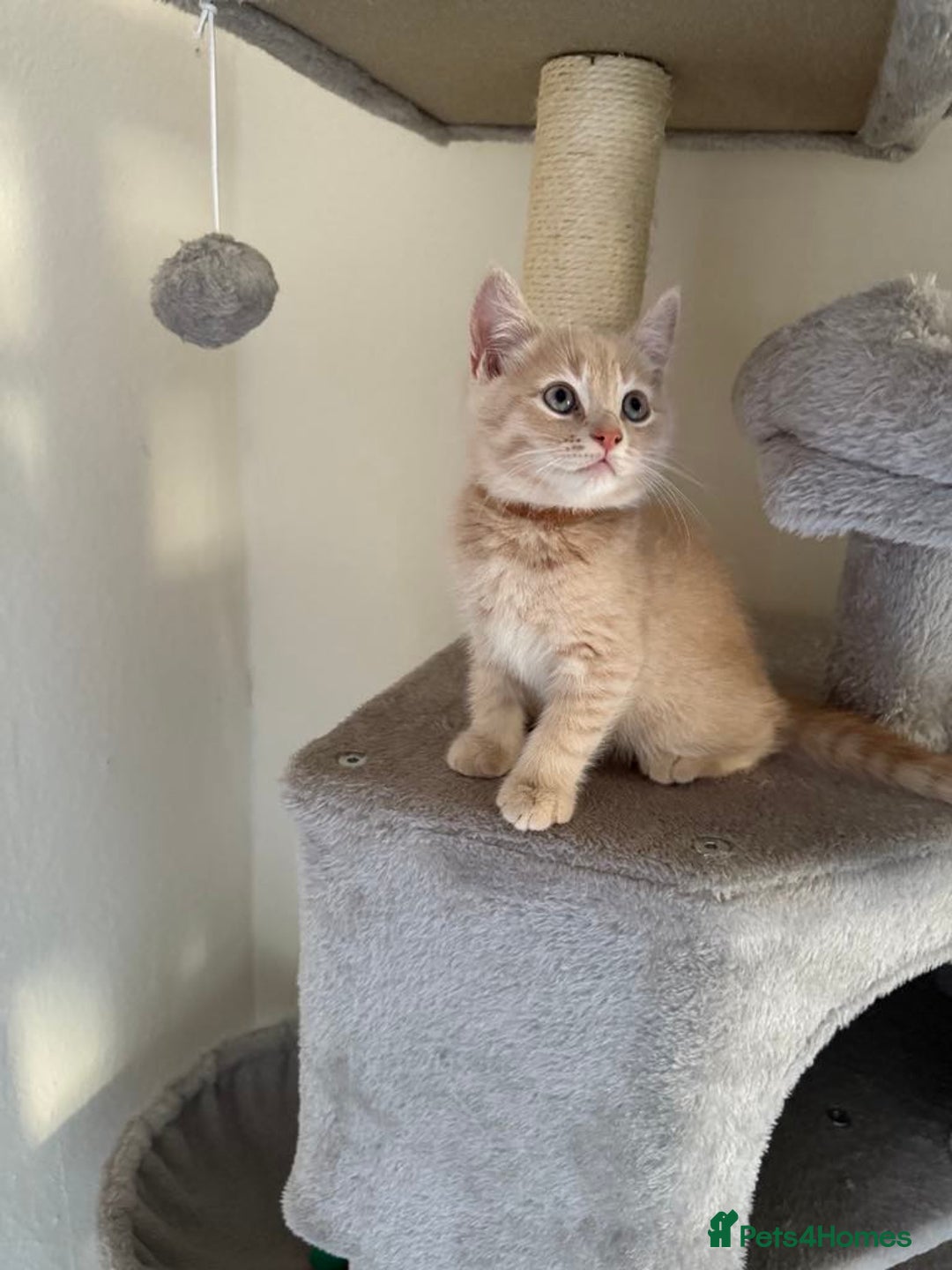 British Shorthair cats for sale: Mix British shorthair kittens for sale  - Image 9