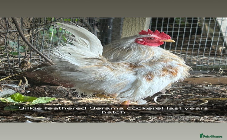 Chickens poultry - Advert 3