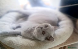 British Shorthair cats for sale: Beautiful Lilac British Shorthair Female - Image 1