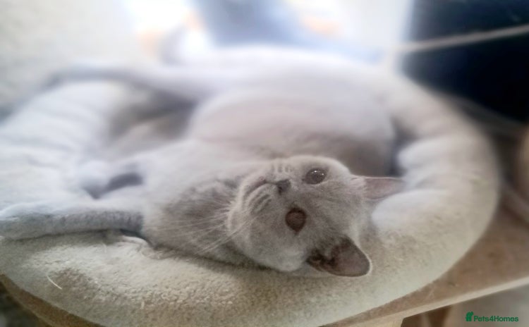 British Shorthair cats - Advert 3