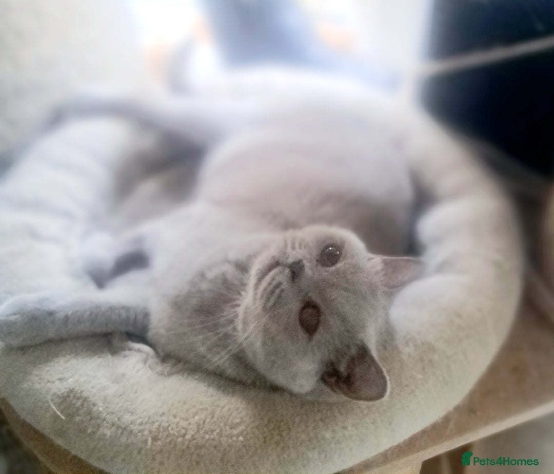 British Shorthair cats for sale: Beautiful Lilac British Shorthair Female - Image 1